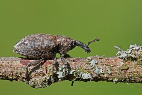 Réf. 183 014 : Lepyrus capucinus